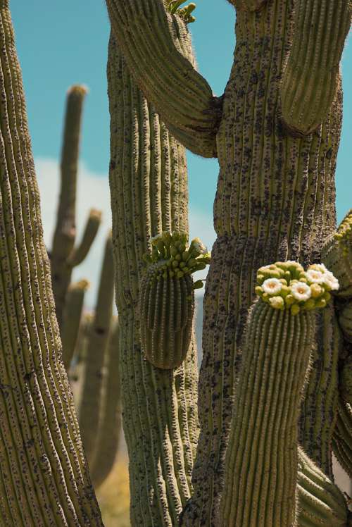 Cacti-in-the-desert-are-a-wonder-of-nature