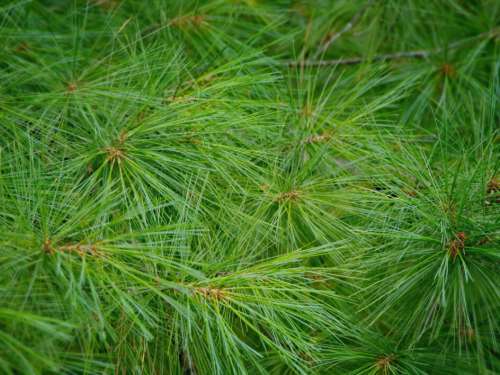 Forest Tree Needles Free Stock Photo