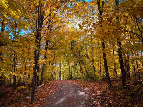 Fall Forest Autumn Free Stock Photo