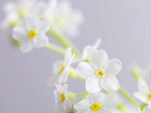 Flower Blossom Background Free Stock Photo