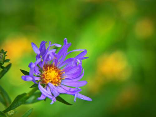 Purple Wild Flower Free Stock Photo