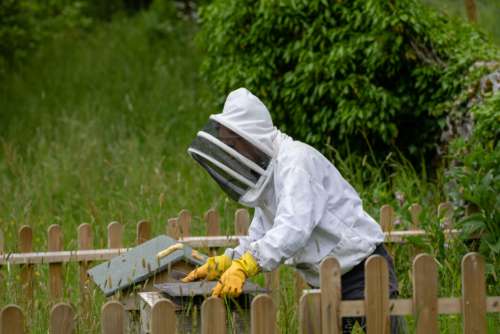 Bee Person Honeycomb Free Stock Photo