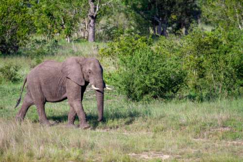 Elephant Africa Nature Free Stock Photo