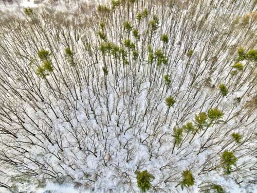 Winter Forest Aerial Free Stock Photo