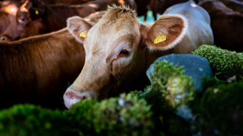 Calf Cow Farm Free Stock Photo