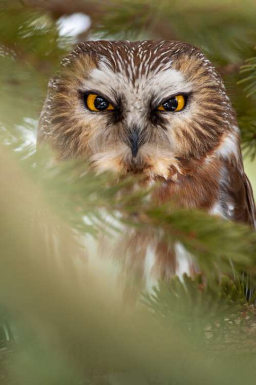 Owl Eyes Nature Free Stock Photo