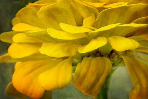 Yellow Flower Texture Free Stock Photo