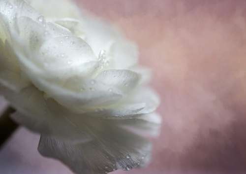 White Flower Texture Free Stock Photo