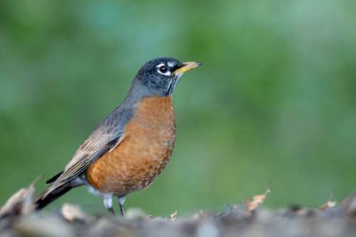 Robin Bird Nature Free Stock Photo