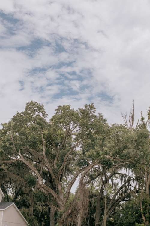 Large Tree With A Brown Moss On Each Branch Photo