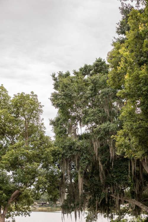 Green Branches Of A Tree Reach Towards The Sky Photo