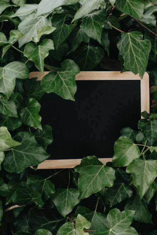 Blank Chalkboard Sits In Green Ivy Photo