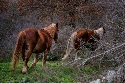 Two Horse Walk Away From The Camera Into A Forest Photo