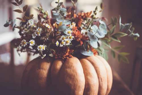 Fall Pumpkin Decor Free Stock Photo