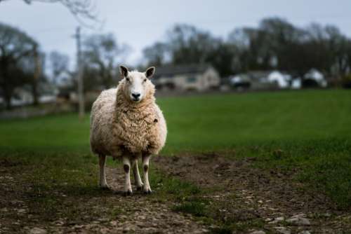 Farm Sheep Animal Free Stock Photo