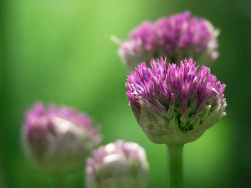 Allium Purple Macro Free Stock Photo