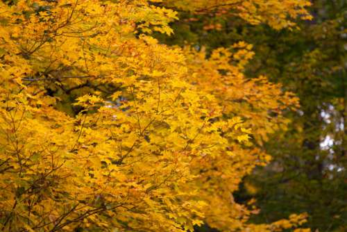 Maple Tree Fall Foliage Free Stock Photo