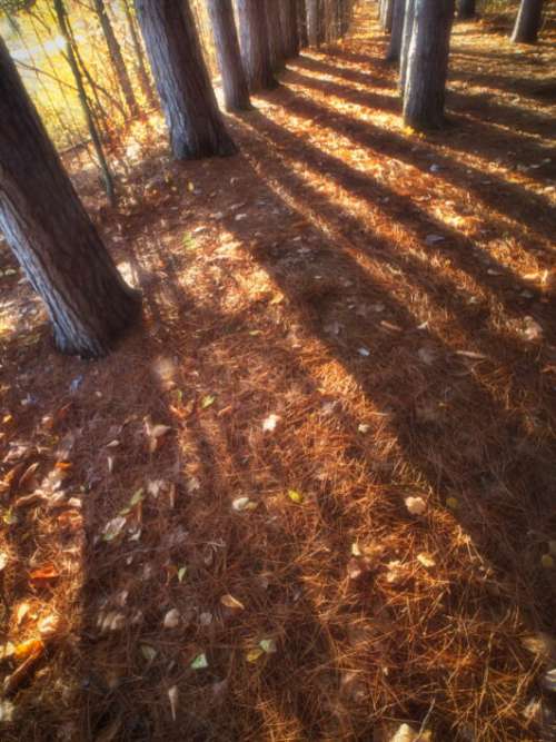 Tree Shadows Free Stock Photo