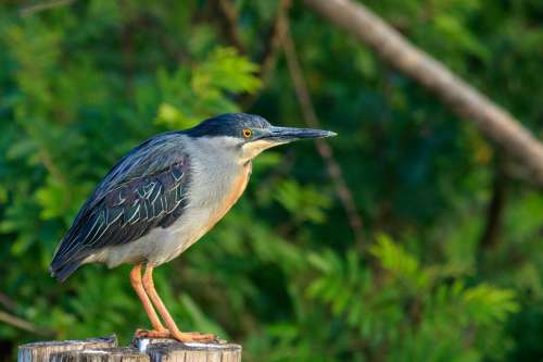 Blue And White Bird Stands Outdoors Within Lush Trees Photo