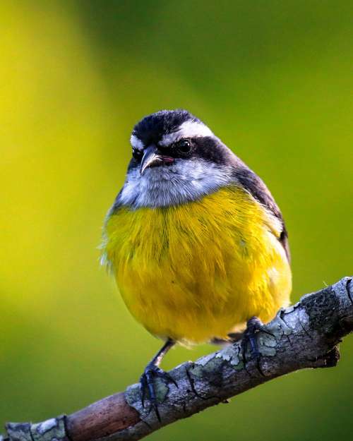 Small Black And White Bird With A Yellow Belly Photo