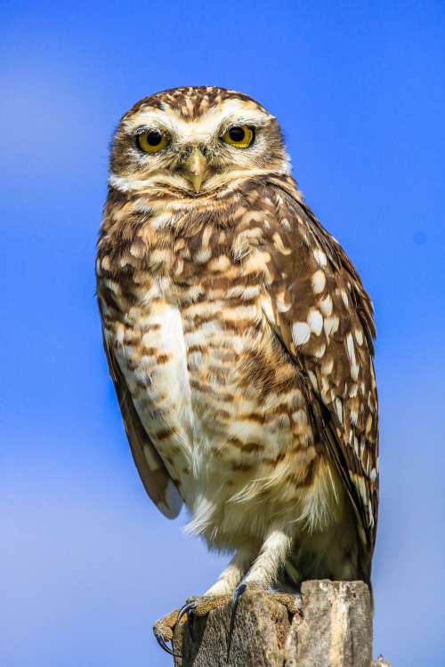 Close Up Of A Brown Owl ON Wooden Stoop Photo