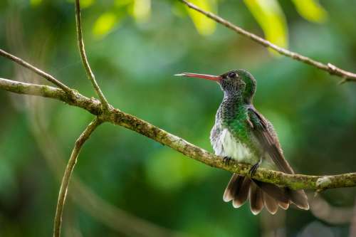 A Small Green Bird Sits On Thin Branch In A Green Tree Photo