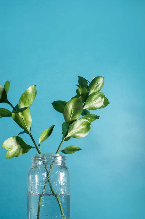 Green Leaf Stems Against A Blue Background Photo