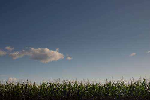 Tall Corn Stocks Against A Blue Sky Photo