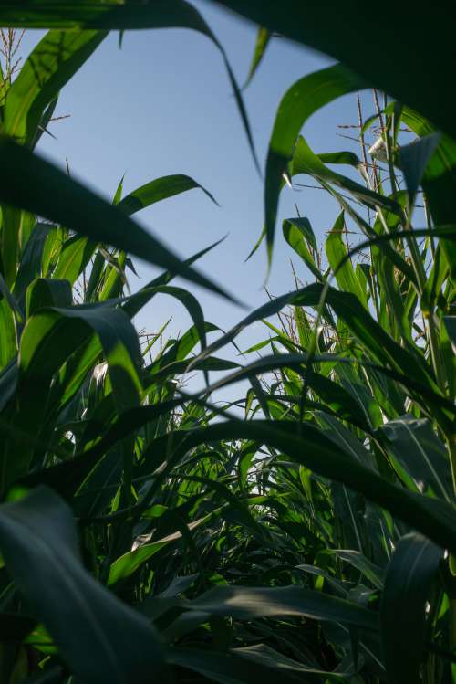 View Between Corn Stocks Against A Blue Sky Photo