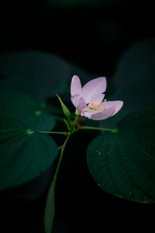 Soft Small Pink Flower With Green Foliage Around It Photo