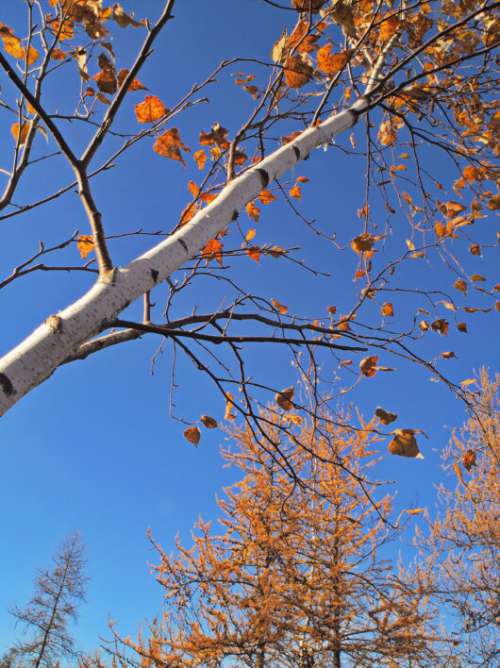 Autumn Birch Tree Free Stock Photo